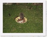 Egels in de tuin 019 * 3648 x 2736 * (6.58MB)